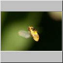 Chlorops sp - Gelbe Halmfliege 01 2-3mm.jpg